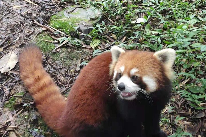 Visite privée d'une demi-journée du centre d'élevage de pandas de Chengdu avec bénévolat en option