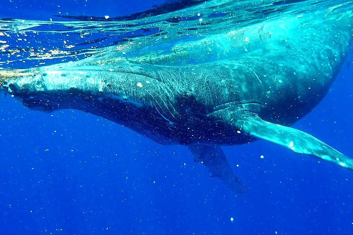 Humpback whale tours off Moorea (2 OPTIONS)