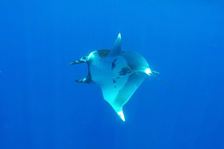 Humpback whale tours off Moorea (2 OPTIONS)