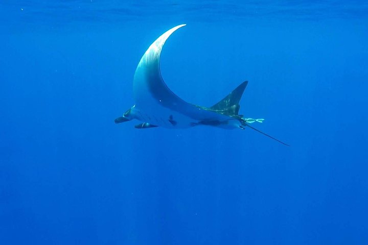 Humpback whale tours off Moorea (2 OPTIONS)