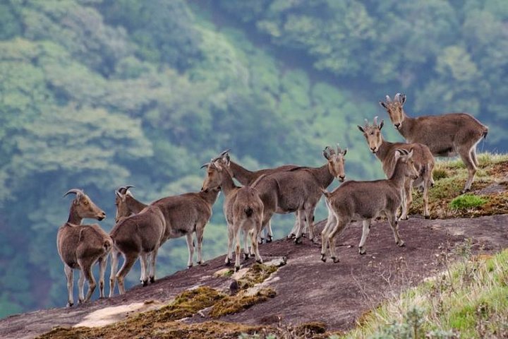 Tuk tuk safari naar Eravikulam National park (door Munnar Info)