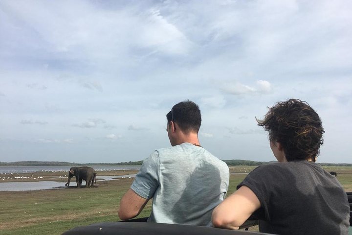 Safari privado en jeep en el Parque Nacional Minneriya
