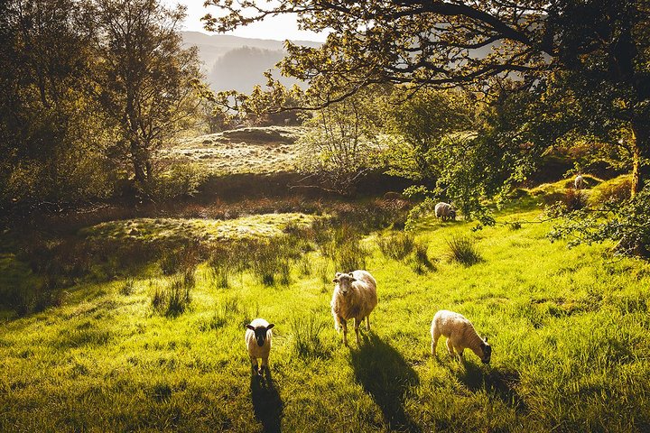Windermere & Lake District-tur fra Manchester inkludert cruise