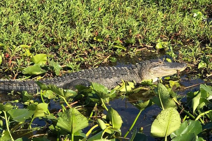 Luftbåtstur i Florida Everglades och inträde till Wild Florida med lunch som tillval