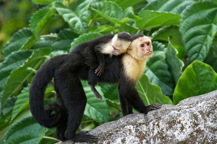 Roatan Zipline, ATV Buggy Ride + Sloths & Exclusive Beach Access