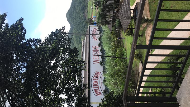 Tour privado de aventura de día completo a YS Falls con recogida