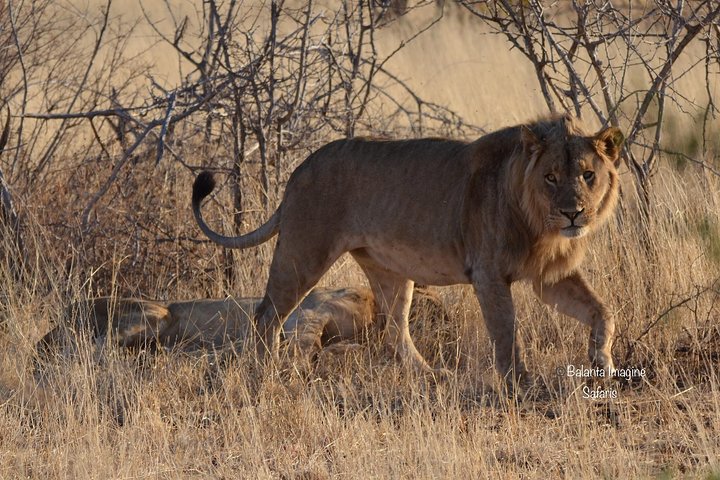 All Inclusive 2 dagars Kruger Safari från Johannesburg