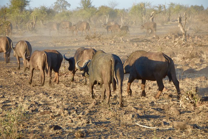 All Inclusive 2 dagars Kruger Safari från Johannesburg