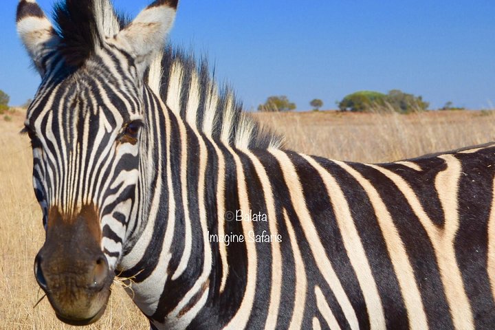 All Inclusive 2 dagars Kruger Safari från Johannesburg