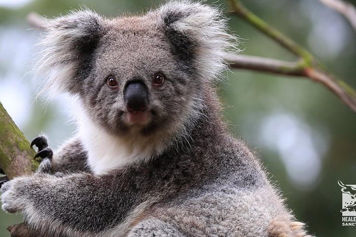 Tour privado de día completo de vida silvestre de Ozzie en Melbourne