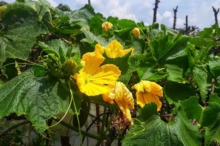 Kochen, Landwirtschaft und Wasserfall in Vietnam-Landschaft