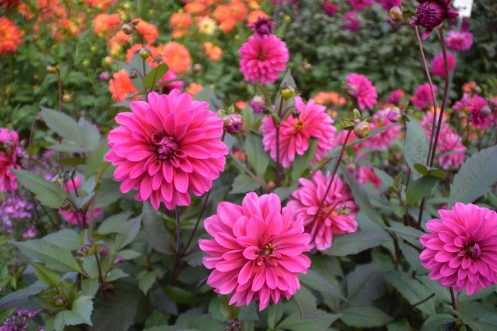 Dagtocht Flower Island of Mainau inclusief Meersburg