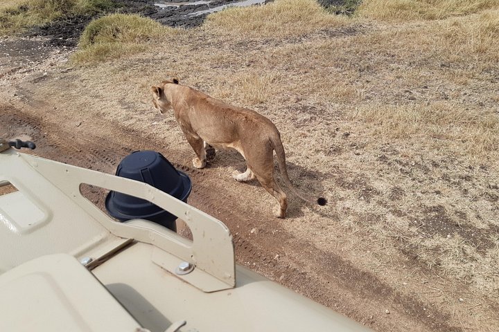 2-dagers privat luksussafari: Tarangire og Ngorongoro Tanzania