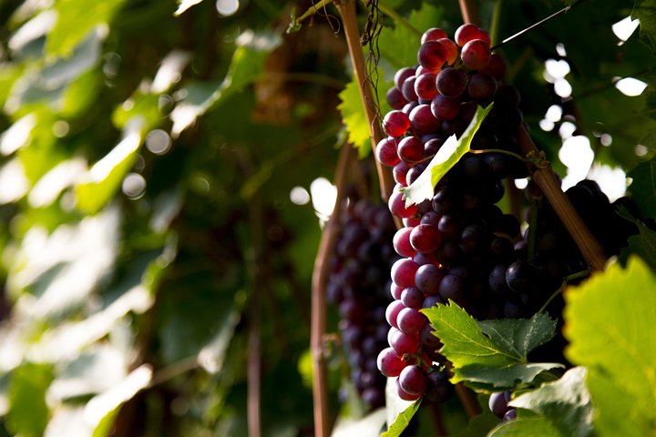 Große Tour durch Valpolicella : Schwerpunkt Amarone, 2 Weingüter und Mittagessen