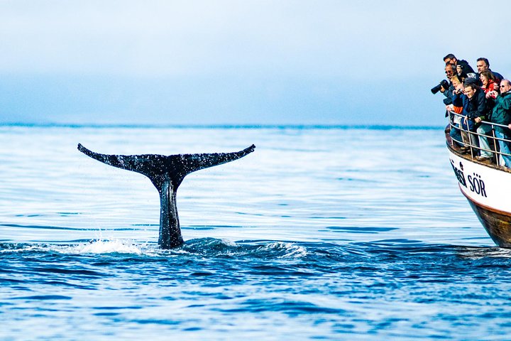 Excursion traditionnelle d'observation des baleines de bateau de chêne de Husavik