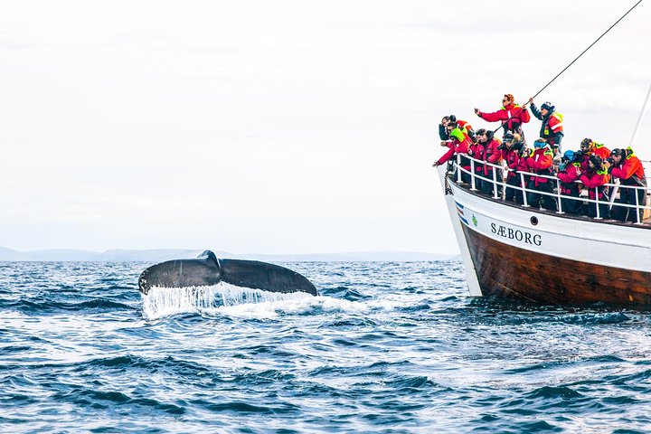 Excursion traditionnelle d'observation des baleines de bateau de chêne de Husavik
