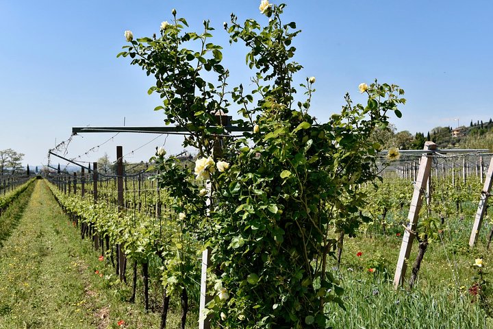 Große Tour durch Valpolicella : Schwerpunkt Amarone, 2 Weingüter und Mittagessen
