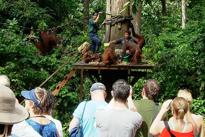 Gita di un giorno Sepilok Orang-utan e tour della città (volo escluso)