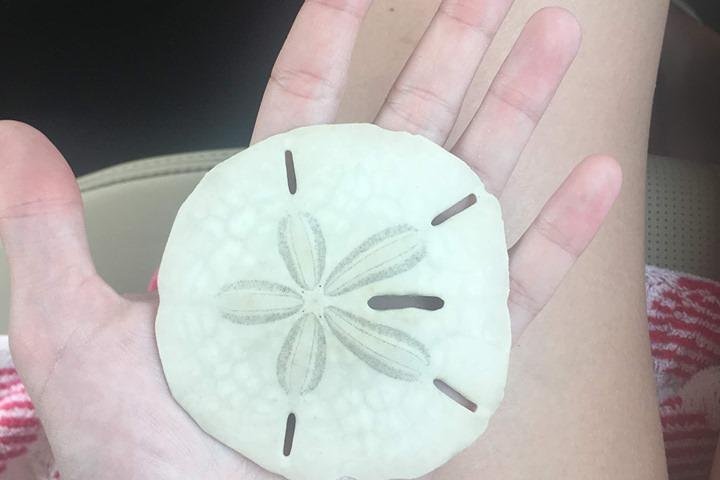Shelling Tours - Fort Myers Beach / Naples