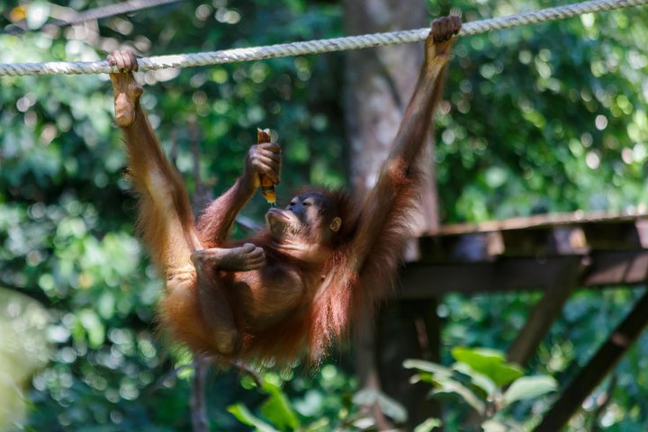 Tagesausflug Sepilok Orang Utan & Proboscis Monkey (Flug ausgeschlossen)