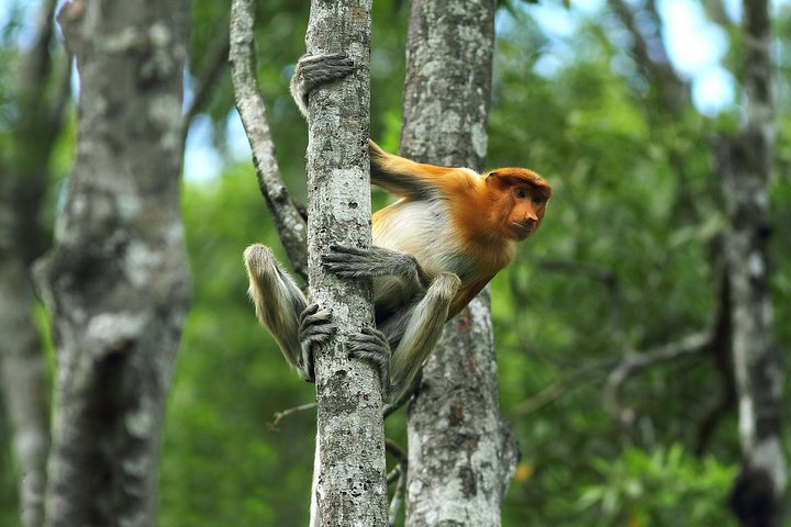Tagesausflug Sepilok Orang Utan & Proboscis Monkey (Flug ausgeschlossen)