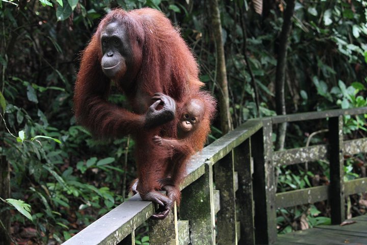 Tagesausflug Sepilok Orang Utan & Proboscis Monkey (Flug ausgeschlossen)