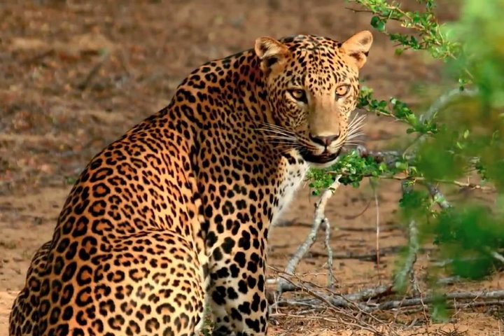 Yala Safari Excursão privada de um dia com transporte de volta - tudo incluído