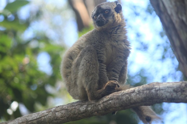 Madagascar Wildlife Tour for 02 days