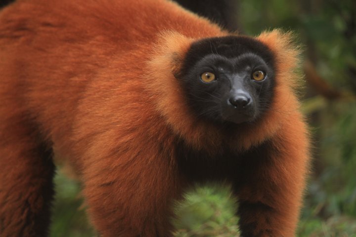 Madagascar Wildlife Tour for 02 days