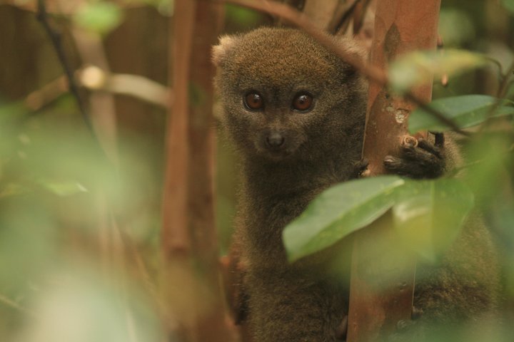 Madagascar Wildlife Tour for 02 days
