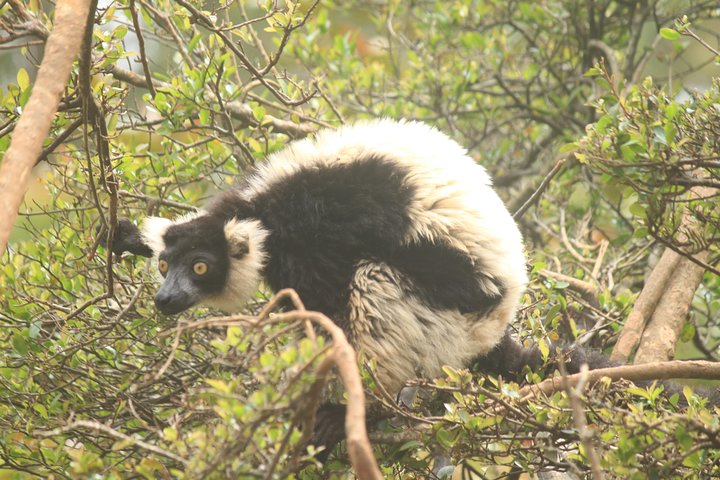 Madagascar Wildlife Tour for 02 days