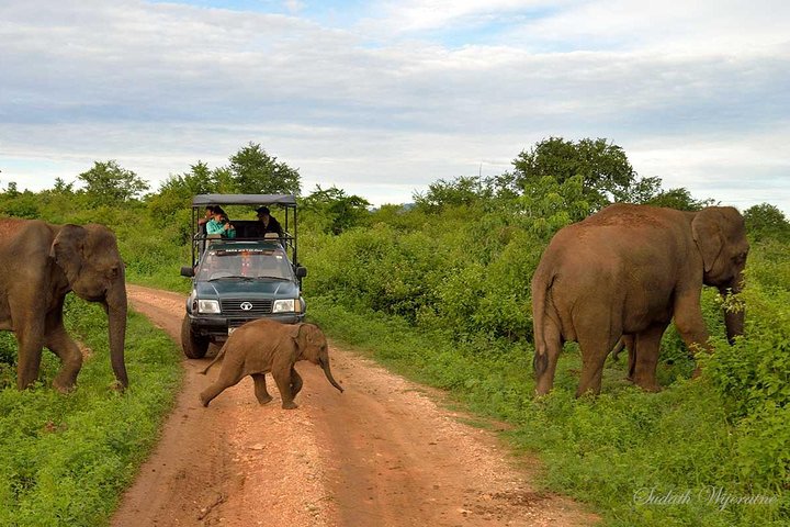 GÅ VILD! Dobbelt Safari-dagstur (Yala & Udawalawe) - Privat & All Inclusive