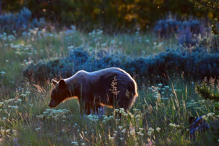 Visite privée de Yellowstone : sites emblématiques, faune, randonnées familiales + déjeuner