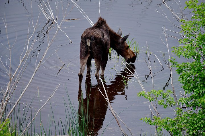 Visite privée de Yellowstone : sites emblématiques, faune, randonnées familiales + déjeuner