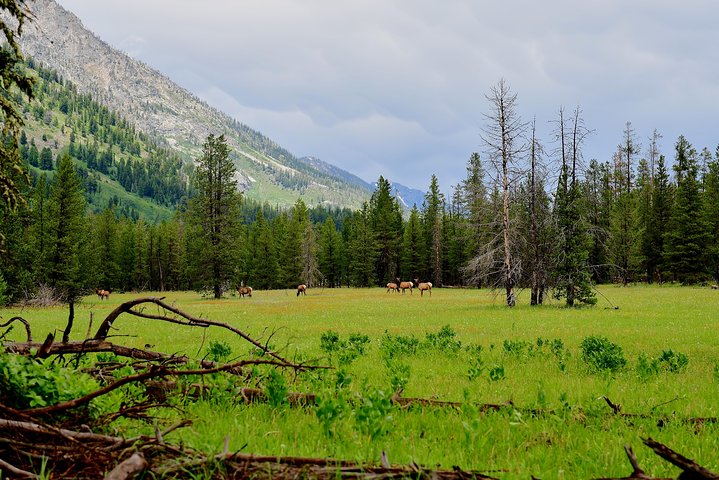 Visite privée de Yellowstone : sites emblématiques, faune, randonnées familiales + déjeuner