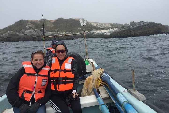Passeio de barco privado para ver pingüins de Valparaíso Cachagua Island