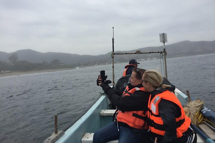 Passeio de barco privado para ver pingüins de Valparaíso Cachagua Island
