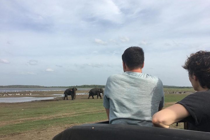 Safari privado en jeep en el Parque Nacional Minneriya