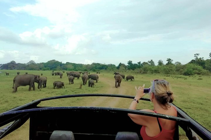 Safari privado en jeep en el Parque Nacional Minneriya
