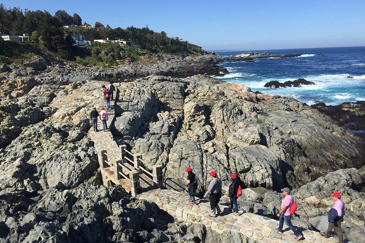 Zapallar Vandring och fågelskådning Penguin Island från Valparaíso