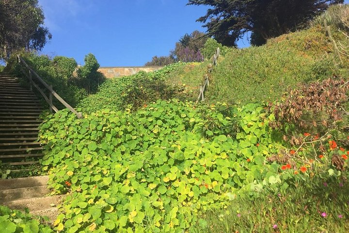 Zapallar Vandring och fågelskådning Penguin Island från Valparaíso