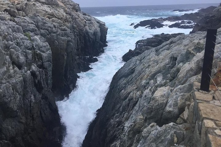 Zapallar Vandring och fågelskådning Penguin Island från Valparaíso