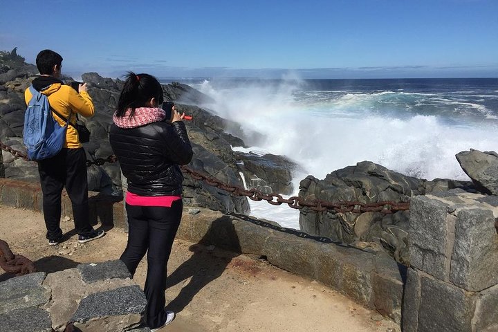 Zapallar Vandring och fågelskådning Penguin Island från Valparaíso