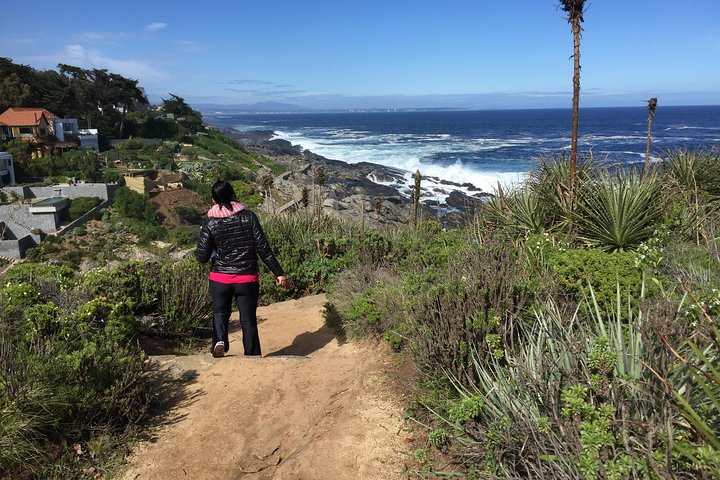 Zapallar Vandring och fågelskådning Penguin Island från Valparaíso