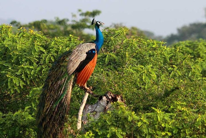 Yala Full Day Safari med picnic frokost - privat og all inclusive