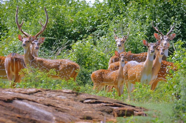 Yala Full Day Safari med picnic frokost - privat og all inclusive
