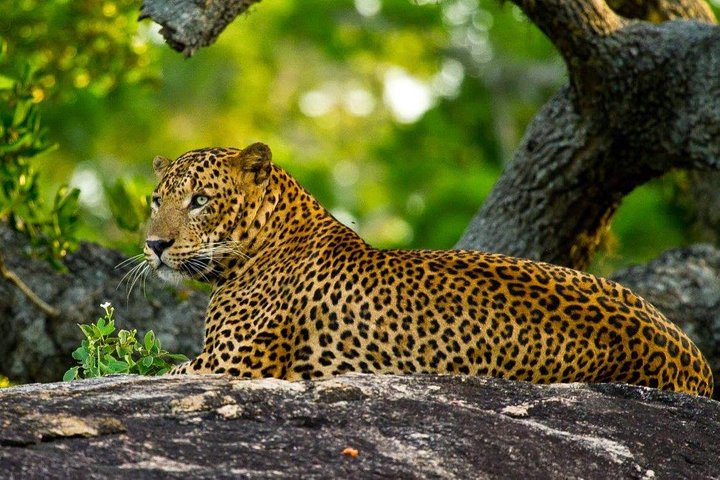Yala Safari Excursão privada de um dia com transporte de volta - tudo incluído
