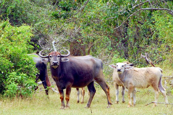Yala Safari Excursão privada de um dia com transporte de volta - tudo incluído