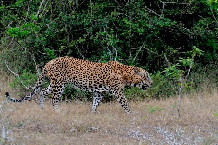 Yala Safari Excursão privada de um dia com transporte de volta - tudo incluído