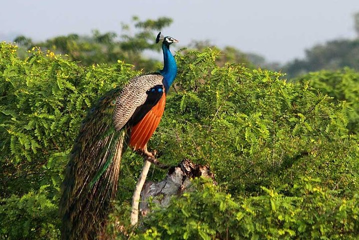 Hoteller i nærheden af Yala Safari & Ella Sightseeing Day Trip - Private & All Inclusive